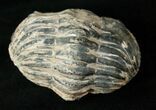 Bargain Enrolled Drotops Trilobite - / Around #17292-2